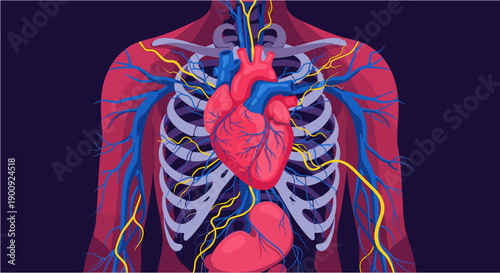 Detailed anatomical illustration showcasing the human circulatory system, heart, lungs, and skeletal structure within the chest cavity, perfect for medical education.