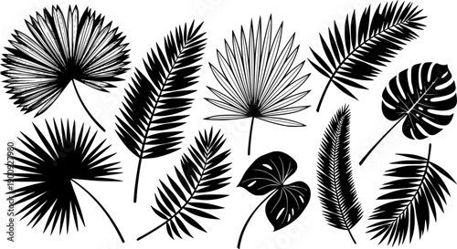 Tropical leaves vector. Set of palm leaves silhouettes isolated on white background. Vector EPS10
