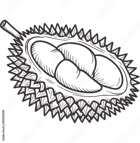 Minimalist of a halved durian fruit with visible segments