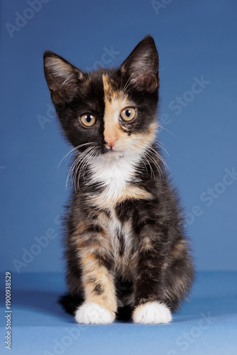 Torti with white kitten sitting on a blue background