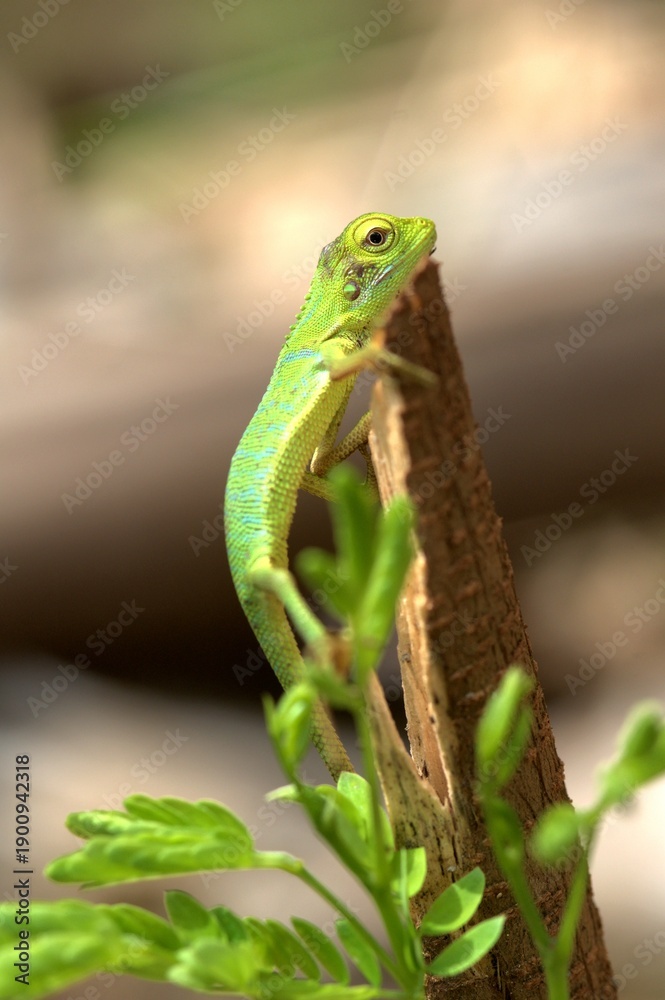 Fototapeta premium A chameleon is trying to climb a tree trunk.