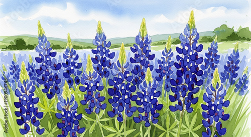 Bluebonnet drawing lmages