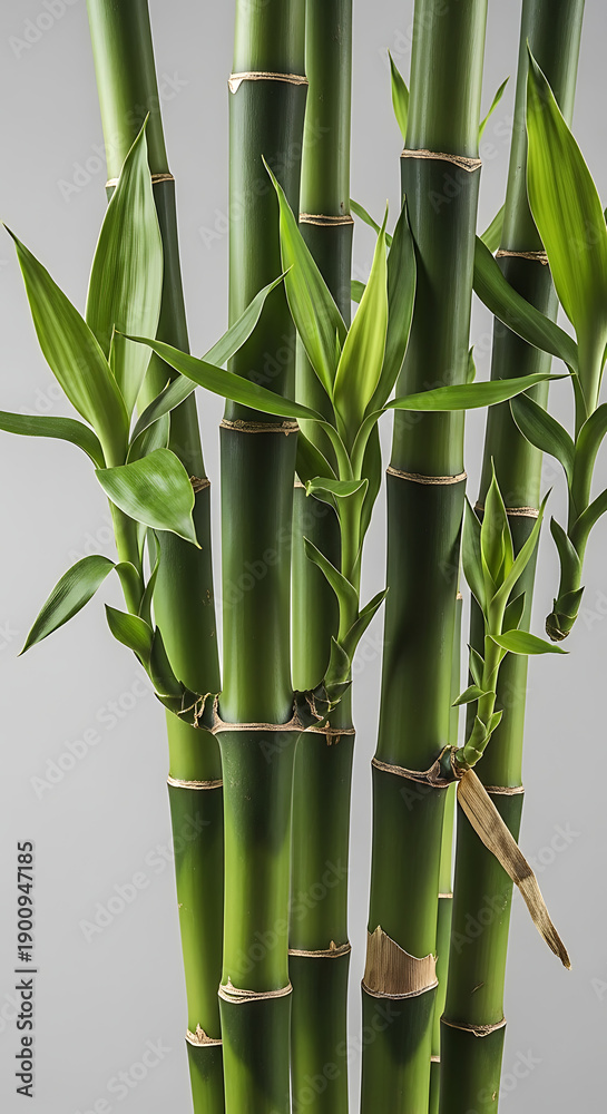 Obraz premium Bamboo Stems with Green Leaves.