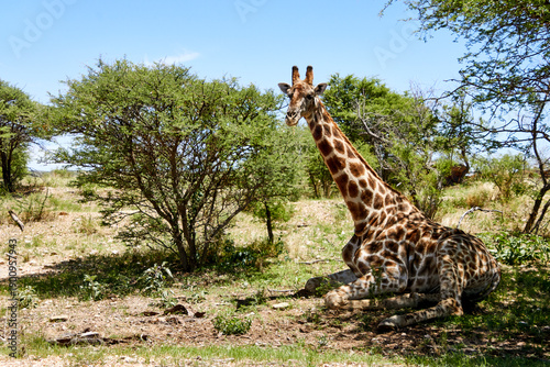 Giraffe im Buschland bei Windhoek, Namibia