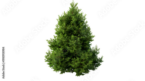 arborvitae png
