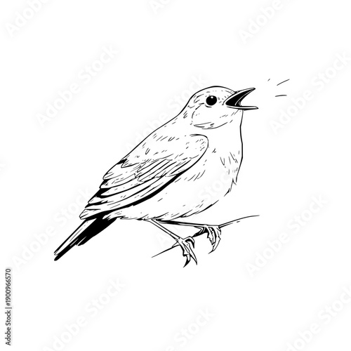 Singing Bird Perched on Branch in Black and White