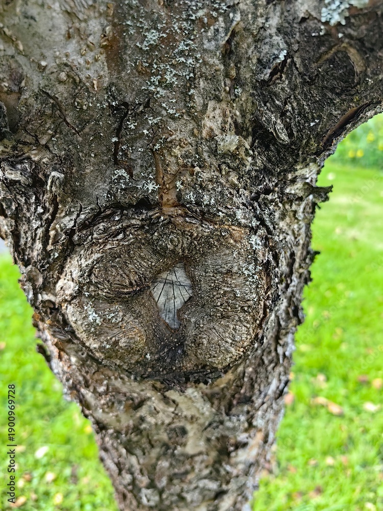 Obraz premium Birch tree trunk with a cut knot after overgrowth.