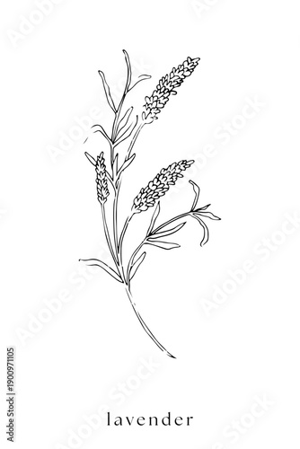 Lavender Botanical Engraving Line Art Vector Illustration.  Hand drawn wedding herb, plant and monogram with elegant leaves for invitation save the date card design. Botanical rustic trendy greenery