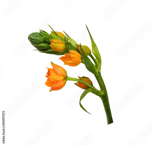 Part of beautiful sprig of Orange ornithogalum flowers and buds isolated on white or transparent background