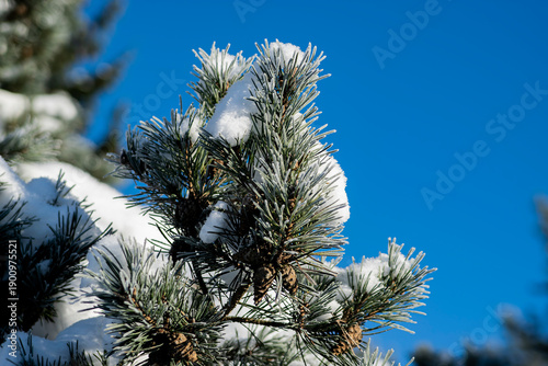 pine branches against blue sky