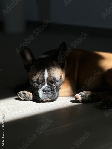 french bulldog puppy
