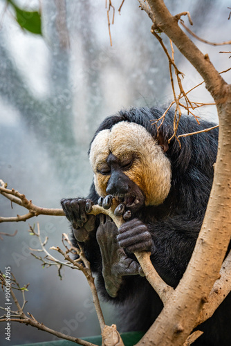 Photography Detailed macro shot of white faced saki monkey slowly chewing and gnawing at tre