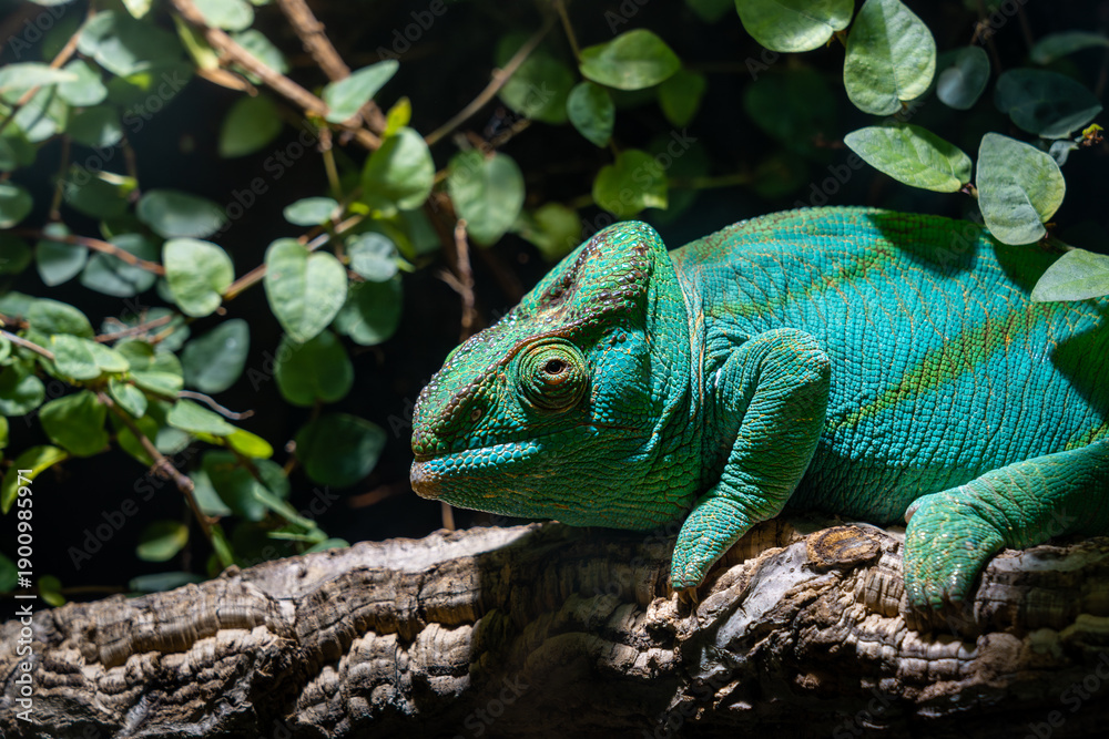 Fototapeta premium Green Chameleon Lizard perched and sat on branch surrounded by leaves and nature super detailed close up