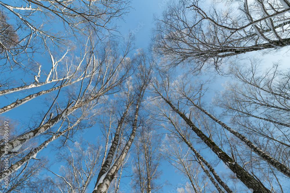 Obraz premium Branches stretch skyward, Vivid winter scenery showcases trees reaching up into sky, Lively outdoor winter landscape depicts branches climbing towards clear and open sky