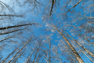 Fotobehang Berkenbos Schitterend berkenbos in winterzonlicht  © beholdereye