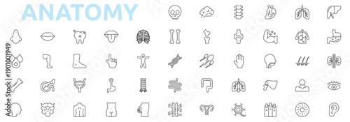 Anatomy icon set outline style with skull, brain, spine, heart, lungs, liver, stomach, kidney, eye icons
