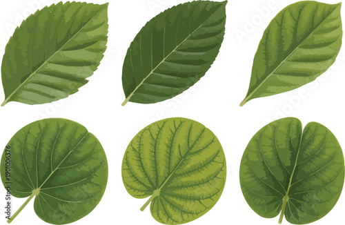 Realistic Green Leaf Collection Vector – Detailed Botanical Foliage Elements