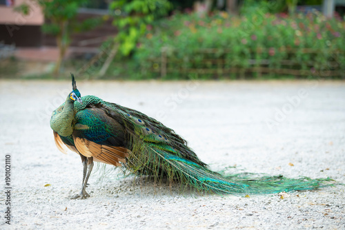 Peacock in the national park.