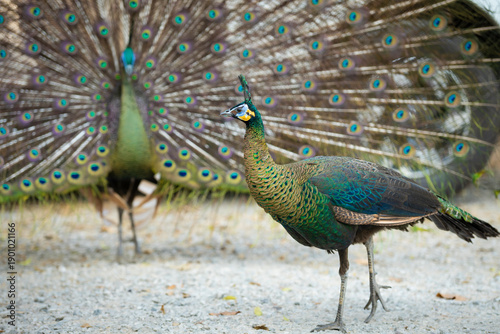 Peacock in the national park.