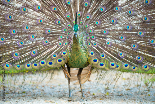 Peacock in the national park.