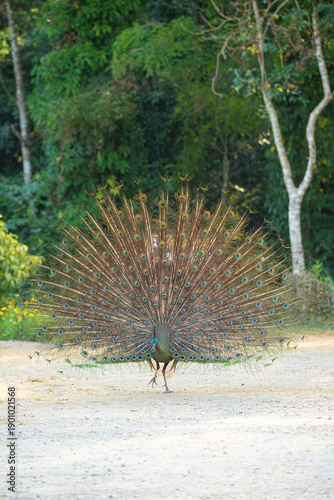 Peacock in the national park.