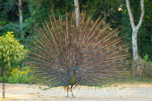 Peacock in the national park.