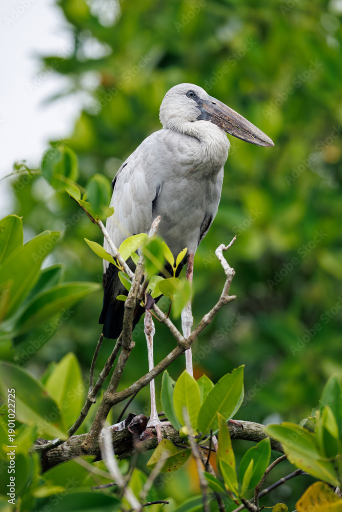 Fototapeta premium black crowned night heron