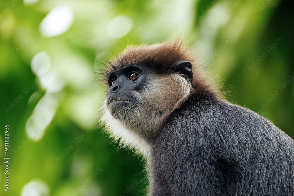 Fototapeta premium portrait of a large black monkey