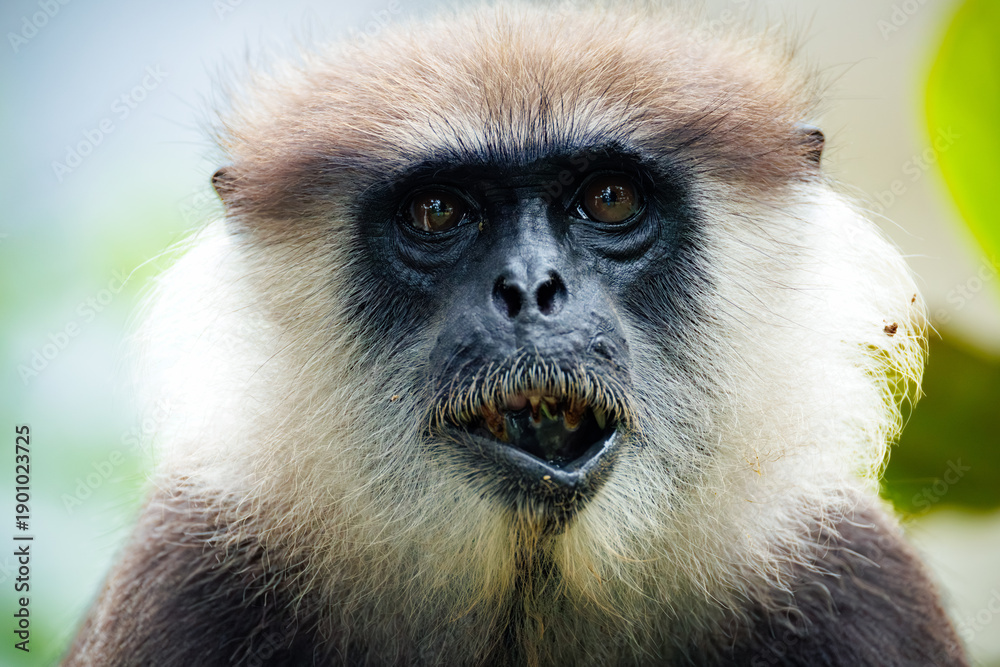 Fototapeta premium portrait of a large black monkey