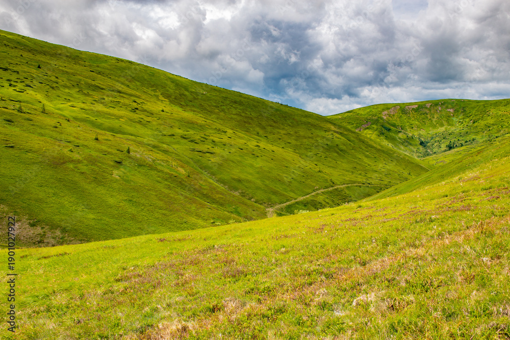 Fototapeta premium Mountains and valley covered with grass and flowers. Summer in Carpathians, Ukraine