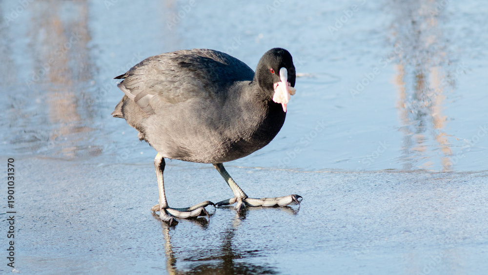 Fototapeta premium black headed gull