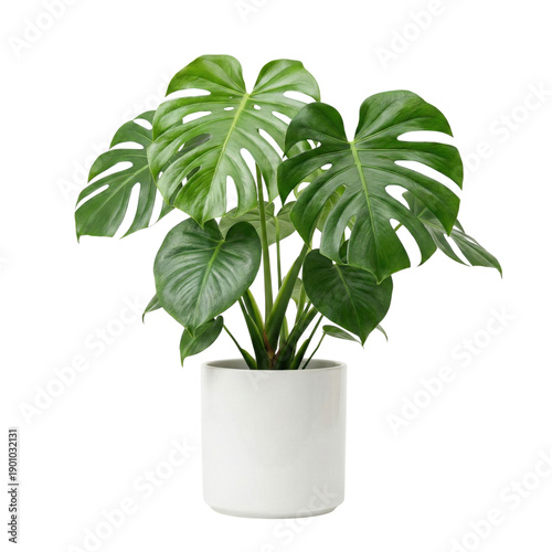 Принти на полотні Monstera deliciosa plant in white cylindrical pot