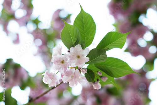 Blooming sakura branches with soft pink flowers