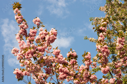 Blooming sakura branches with soft pink flowers