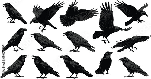 Black raven silhouettes in dynamic flight and perched poses, ideal for ornithology studies, gothic design, wildlife illustration, and creative bird-themed projects.