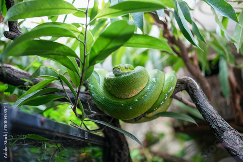Tableau sur toile Green tree python coiled on branch in tropical terrarium