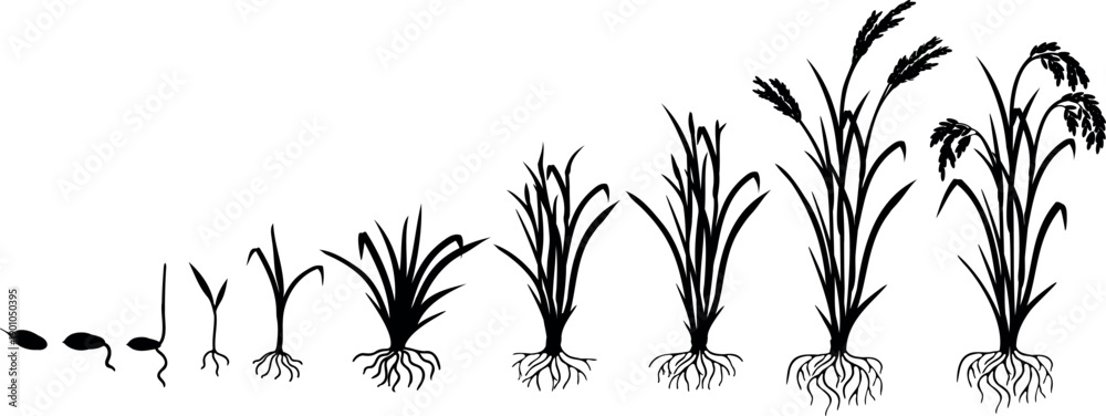 Fototapeta premium Black silhouette of life cycle of rice plant (Oryza sativa) with root system isolated on white background. Growth stages from planting seed and sprout to harvesting