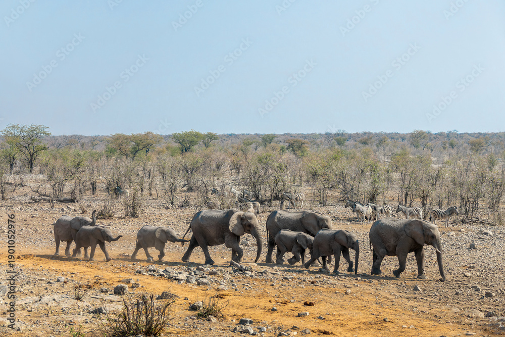 Fototapeta premium Herd of elephants in a row in Etosha National Park, wildlife safari and game drive in Namibia, Africa