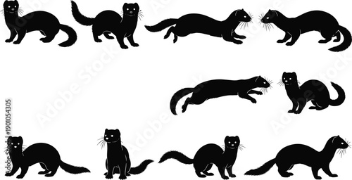 Black ferret silhouette collection in playful poses isolated on white background, wildlife animal illustration set for design projects vector graphics