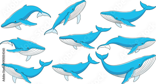 Blue whale illustration collection featuring ocean marine mammals in swimming poses isolated on white background vector wildlife design set