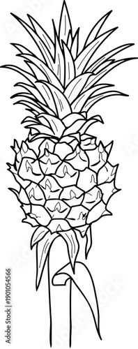 Coloring page with unripe pineapple fruit isolated on white background