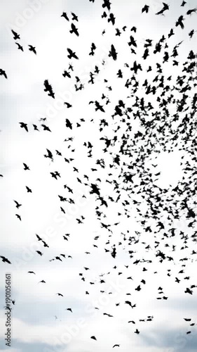 Green Screen a set of 7 footages flock crows isolated on white background silhouettes birds in motion far the sky nature pattern for design visual element compositing scene 2 with distortion, overlay
