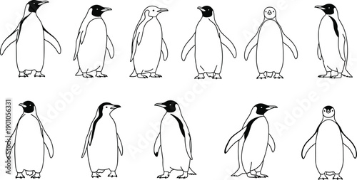 Penguin outline illustration collection featuring cute antarctic birds isolated on white background vector animal wildlife design set
