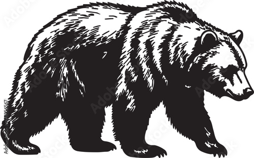 A large, sturdy bear walks deliberately and powerfully, presented in a richly textured black and white engraving style illustration, exuding wilderness strength.

