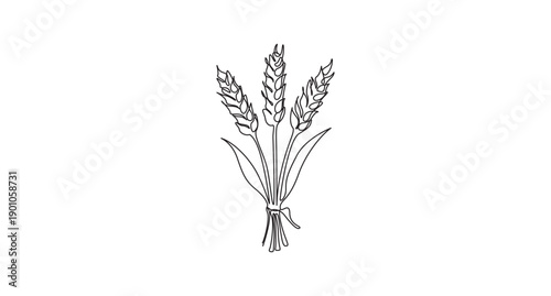 Simple Wheat Sheaf Line Art,Line Art Wheat Stalks,Line Art Illustration of Two Wheat Stalks,Hand-drawn Wheat Sheaf with Ribbon