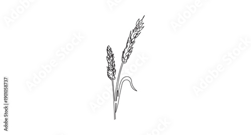 Simple Wheat Sheaf Line Art,Line Art Wheat Stalks,Line Art Illustration of Two Wheat Stalks,Hand-drawn Wheat Sheaf with Ribbon