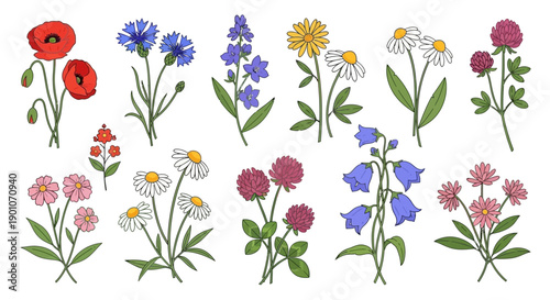 A collection of various colorful wildflowers including poppies, cornflowers, daisies, and bluebells, presented in a flat illustration style.