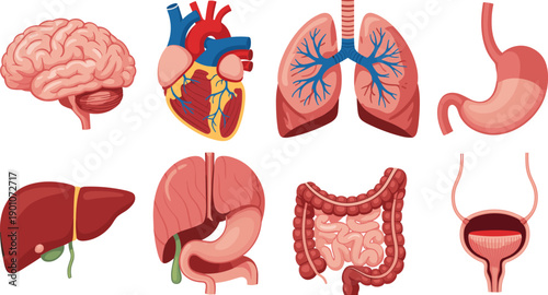 Human internal organs colorful vector illustration set showing brain heart lungs stomach liver intestines bladder anatomy for medical education infographic isolated on white background