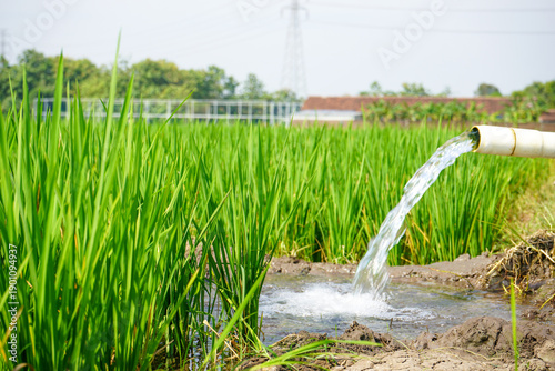 Quadro su tela Irrigation of rice fields using pump wells with the technique of pumping water from the ground to flow into the rice fields
