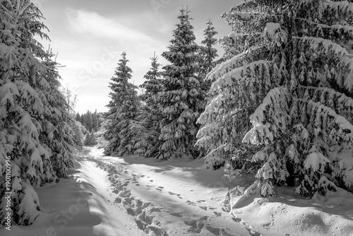 Εκτύπωση καμβά Winter wonderland panorama in a coniferous forest near Willingen in the Sauerland region (Germany)
